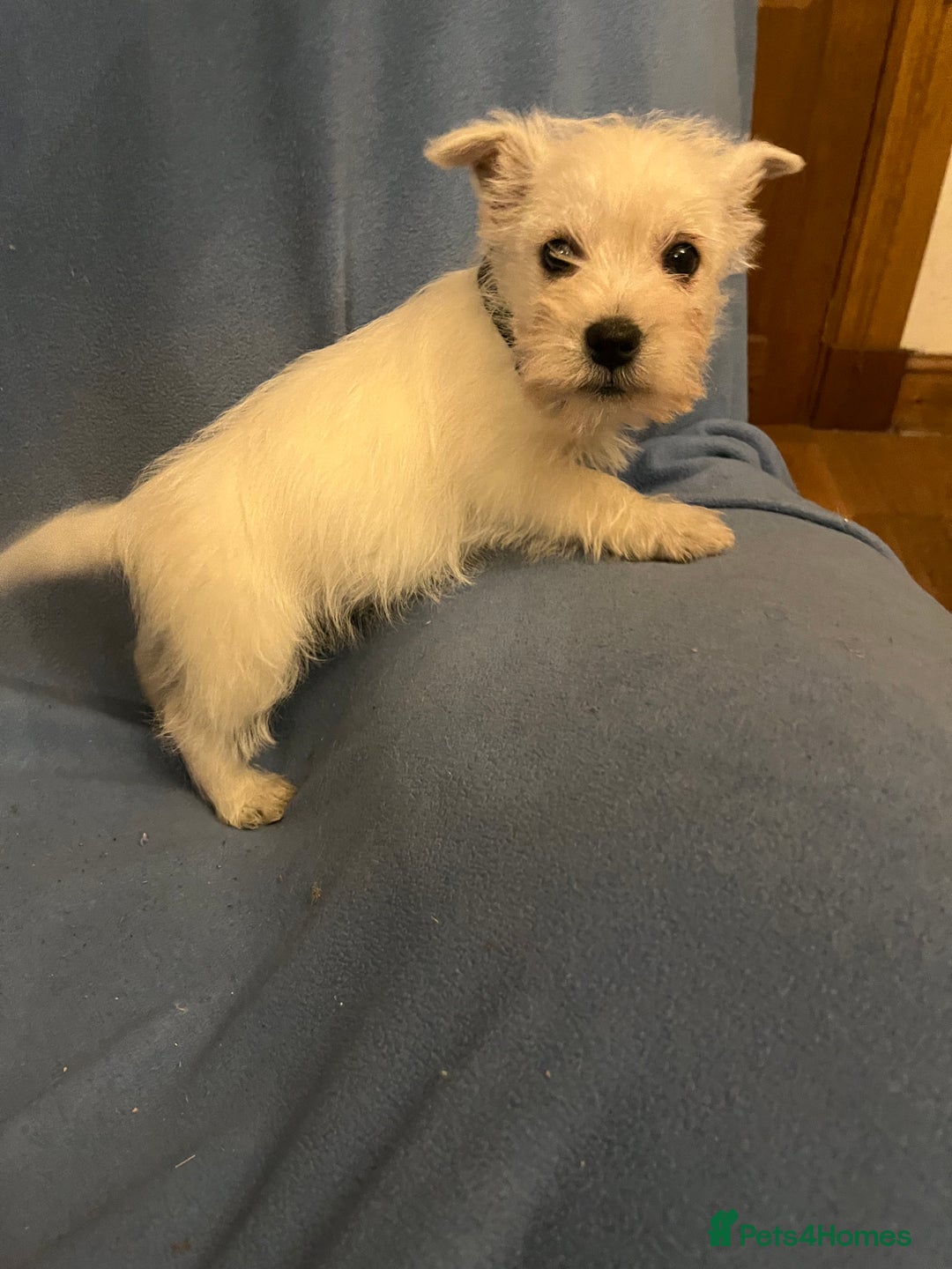 West Highland Terrier dogs for sale: Lovely litter of Westie Puppies - Advert 4