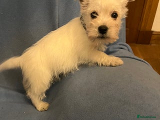 West Highland Terrier dogs Lovely litter of Westie Puppies - Advert 8
