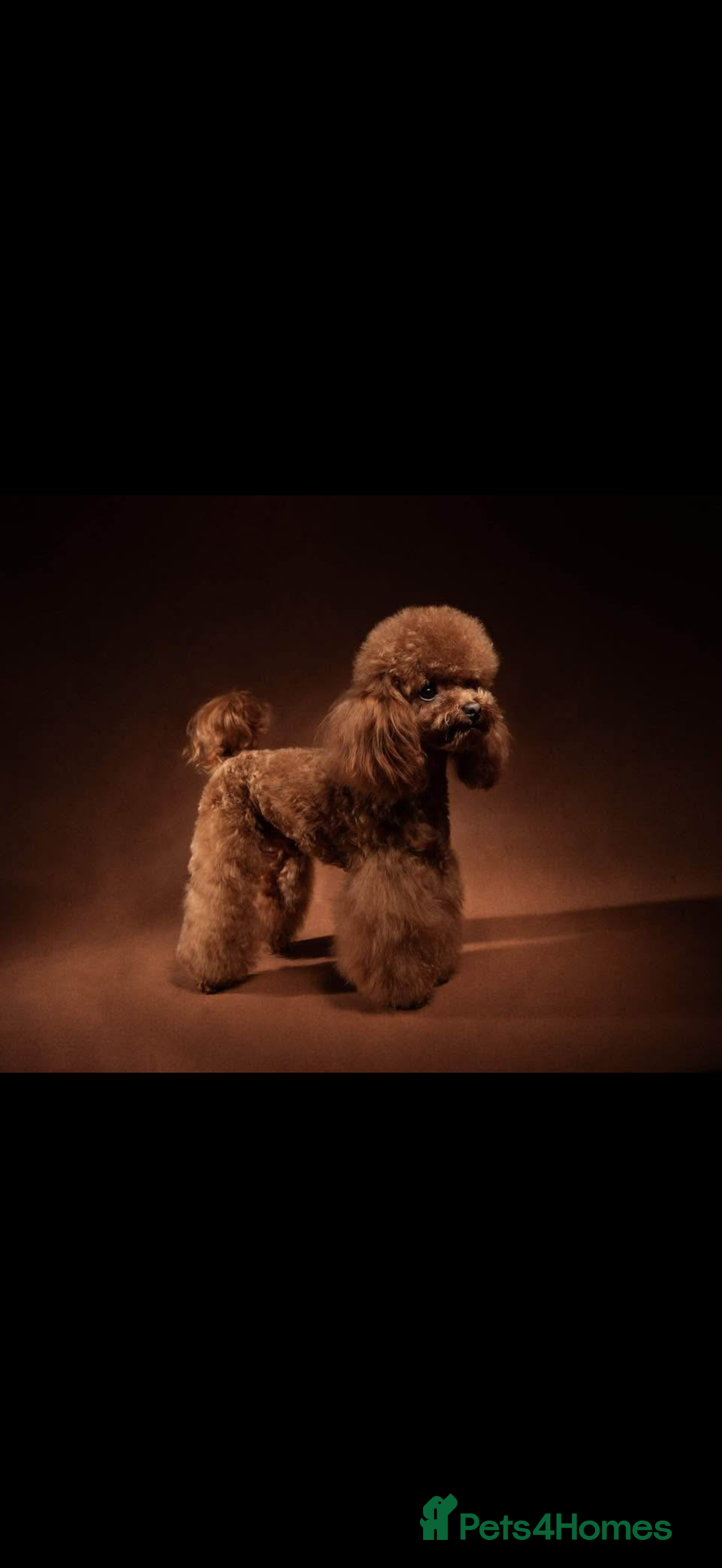 Toy Poodle dogs for sale: ❤️ Exceptional Asian Red Toy Poodle Puppies ❤️ - Advert 7