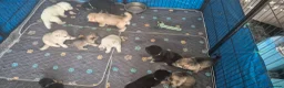 Mixed Breed dogs for sale: Pups  mum gsdx Alaskan malamute Dad is full gsd  - Advert 15