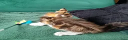 Maine Coon cats for sale: Maine Coon kittens  - Advert 11