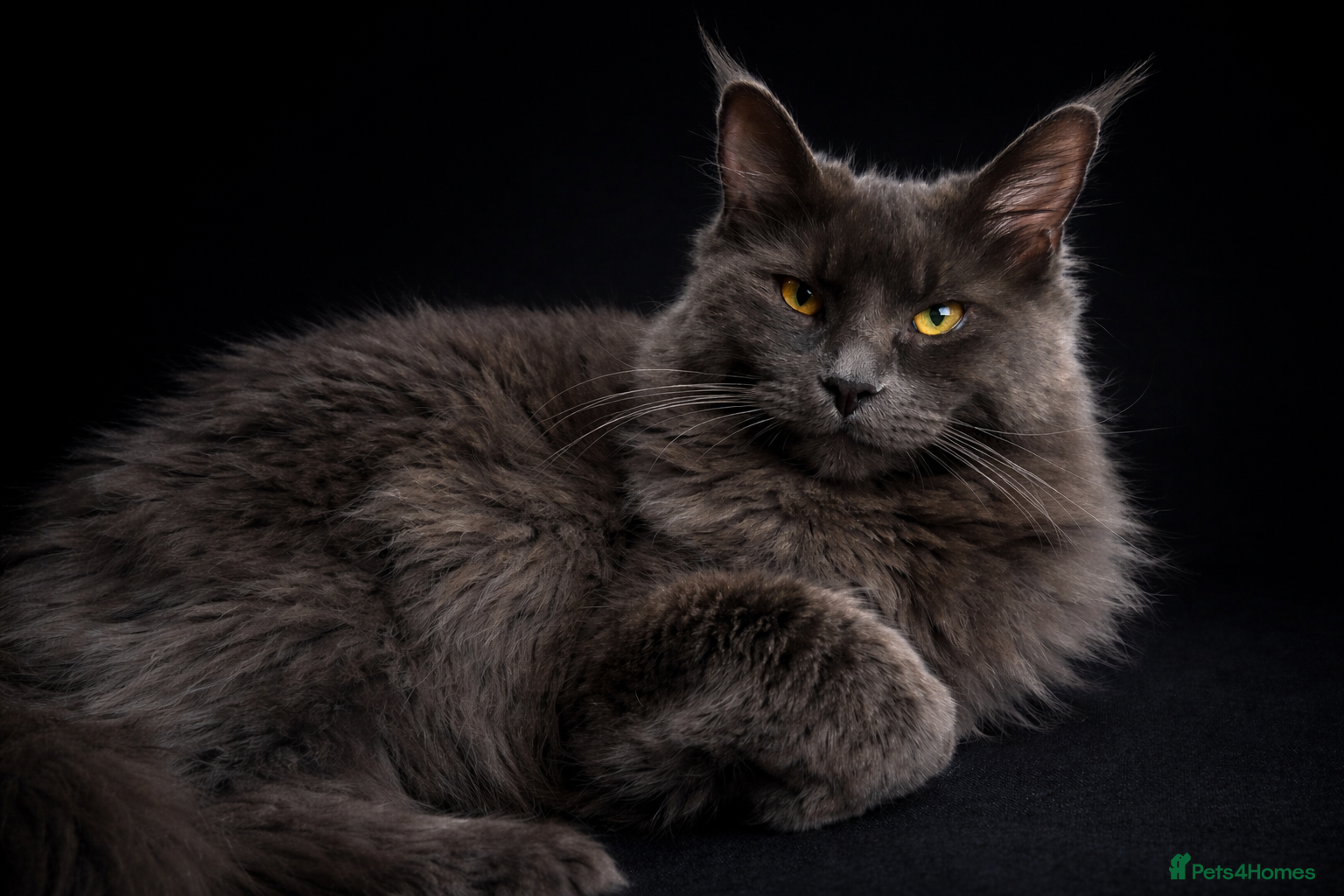 Maine Coon cats Blue smoke Maine coon  - Advert 1