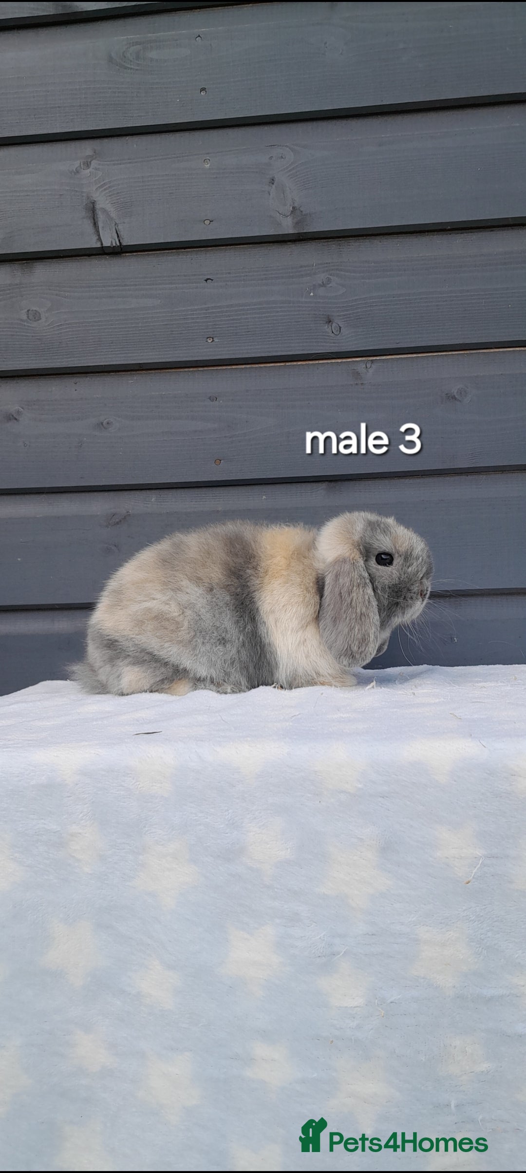 Mini Lop rabbits for sale: Purebred mini lops - Image 6