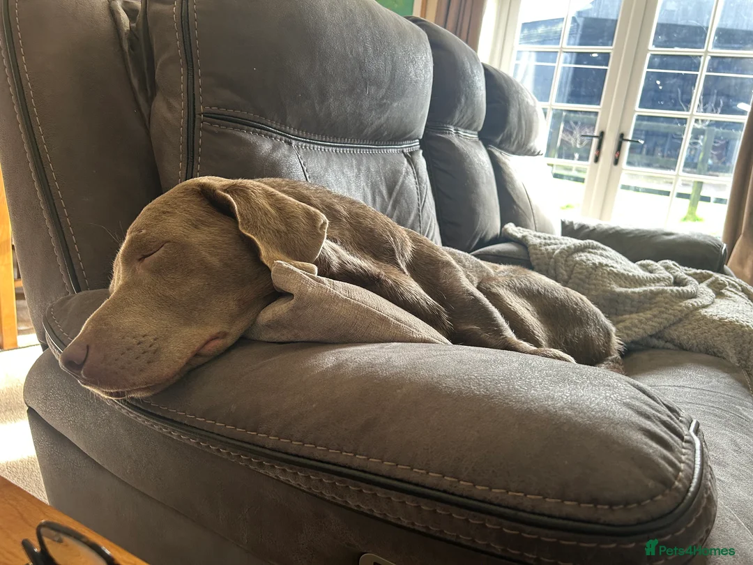 Labrador Retriever dogs for sale: Male Silver Labrador - Advert 4