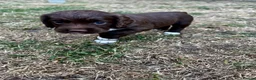 Cocker Spaniel dogs for sale: KC registered Working Cocker Spaniels - Advert 8