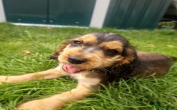 Cocker Spaniel dogs for sale: Show type cocker spaniel puppies  - Image 14