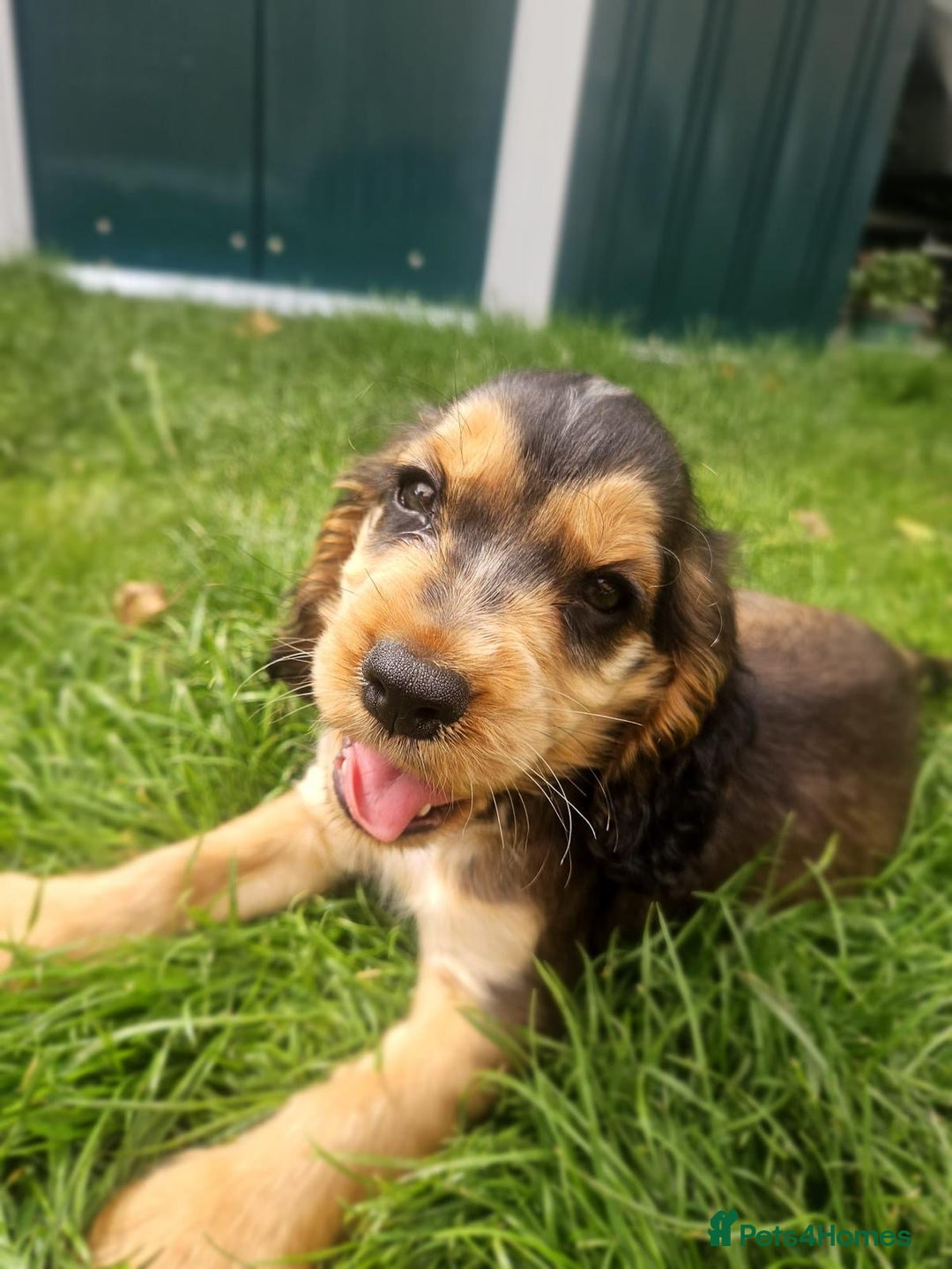 Cocker Spaniel dogs for sale: Show type cocker spaniel puppies  - Image 14