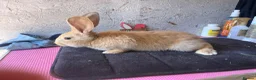 Continental Giant rabbits for sale: Pure continental giants  - Advert 2