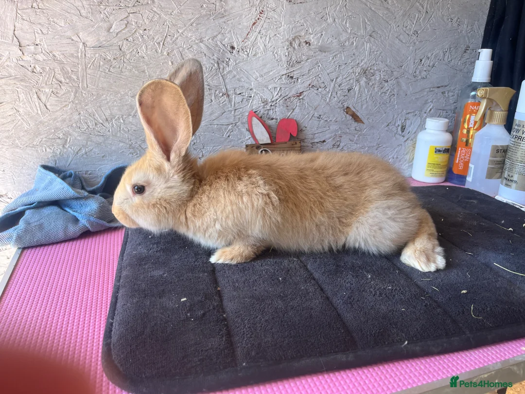 Continental Giant rabbits for sale: Pure continental giants  - Advert 2