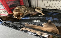 Japanese Shiba Inu dogs for sale: Last Boy - 15 yrs exp Health Checked - Image 15