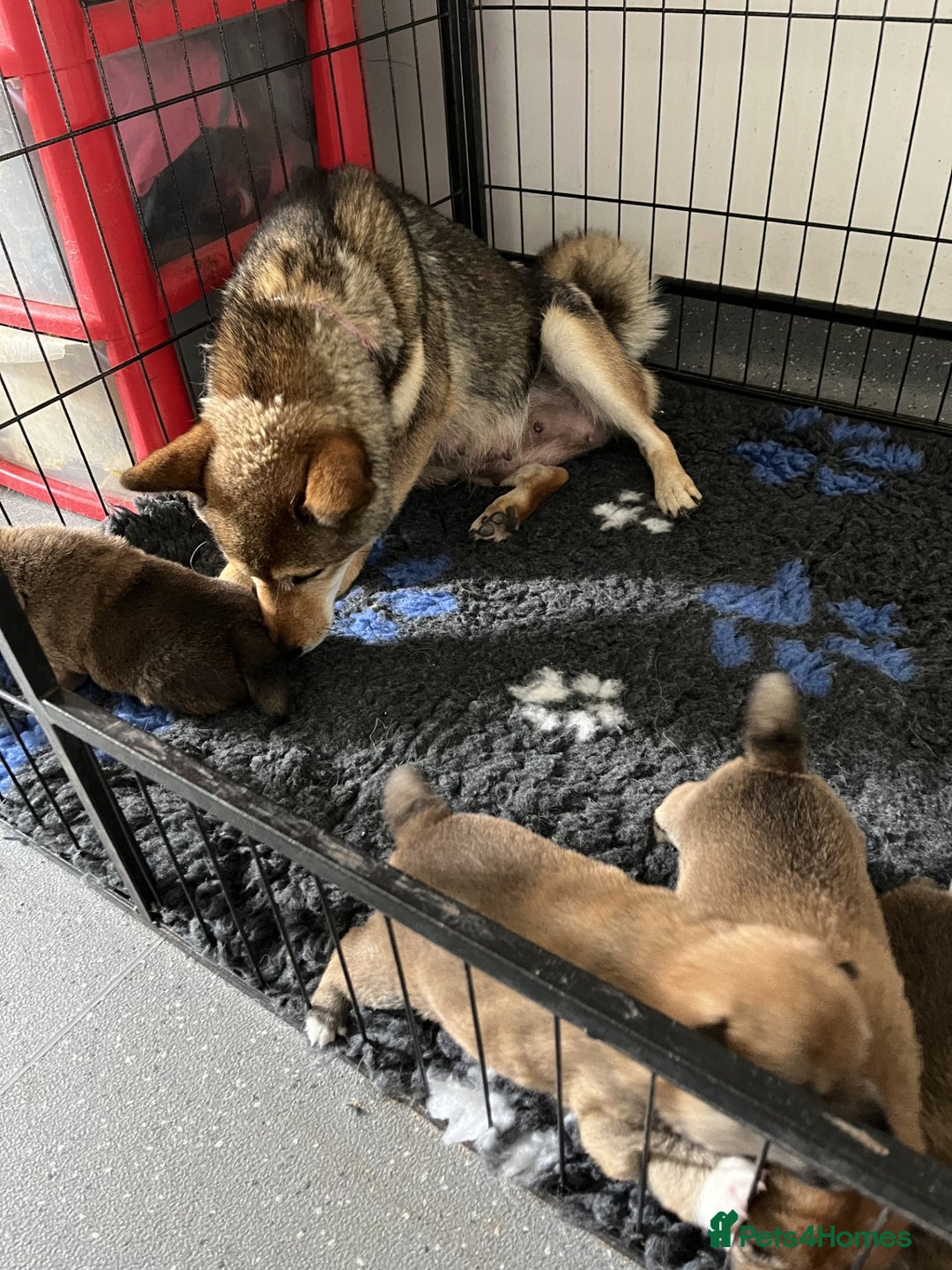 Japanese Shiba Inu dogs for sale: Last Boy - 15 yrs exp Health Checked - Image 15