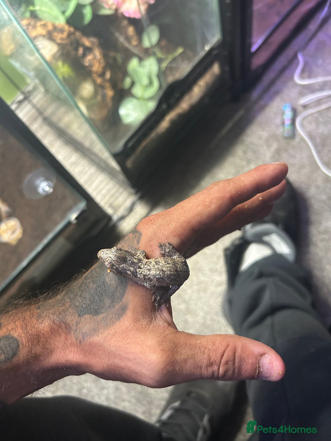 Gecko reptiles for sale: Leachi gecko  - Image 2