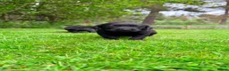 Labrador Retriever dogs for sale: 2 black male Labrador pups in Ballater - Advert 3