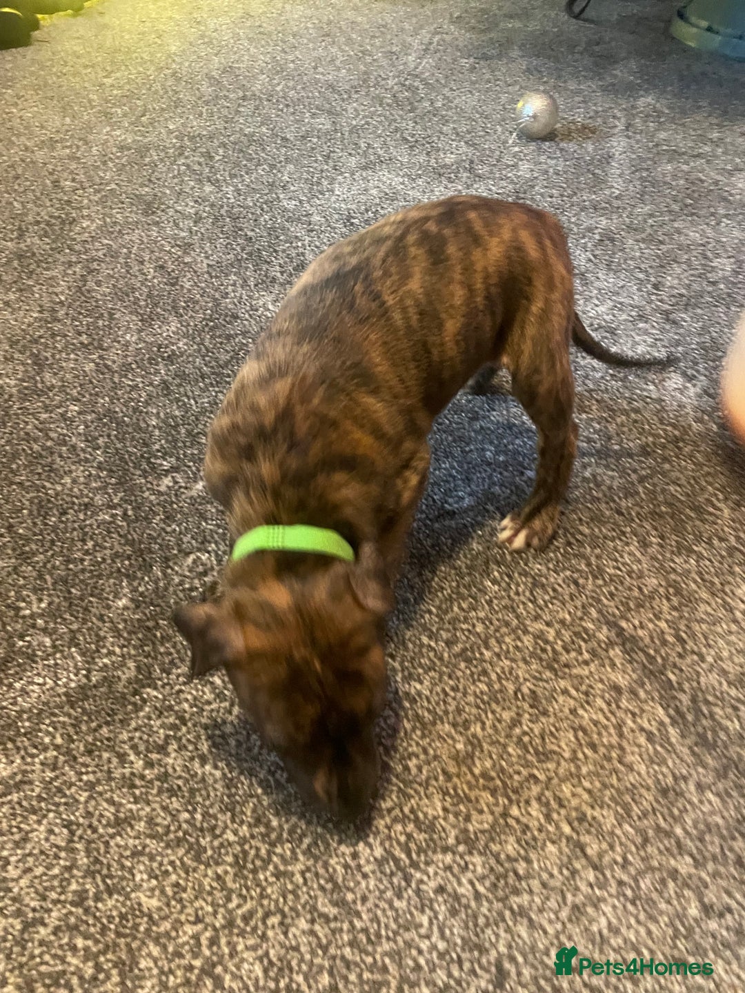 Lurcher dogs for sale: Greyhound/deerhound brindle lurchers - Advert 16