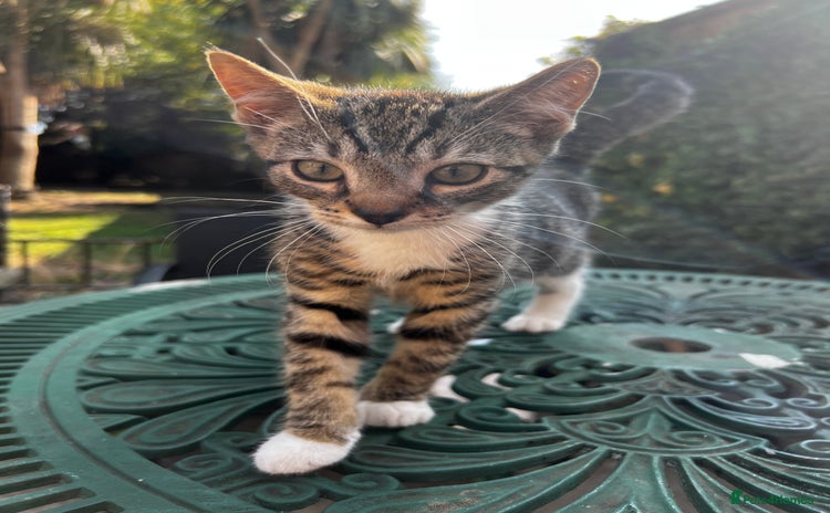 Turkish Angora cats - Advert 1