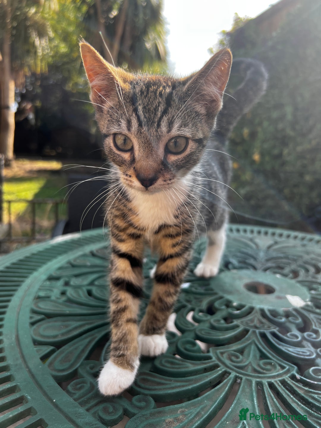 Turkish Angora cats for sale: 🐯 Last White Male Turkish Angora kittens 🐯  - Advert 1