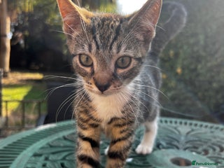 Turkish Angora cats - Advert 2