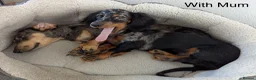 Miniature Dachshund dogs for sale: Dachchund puppy boy in Wellingborough - Advert 8