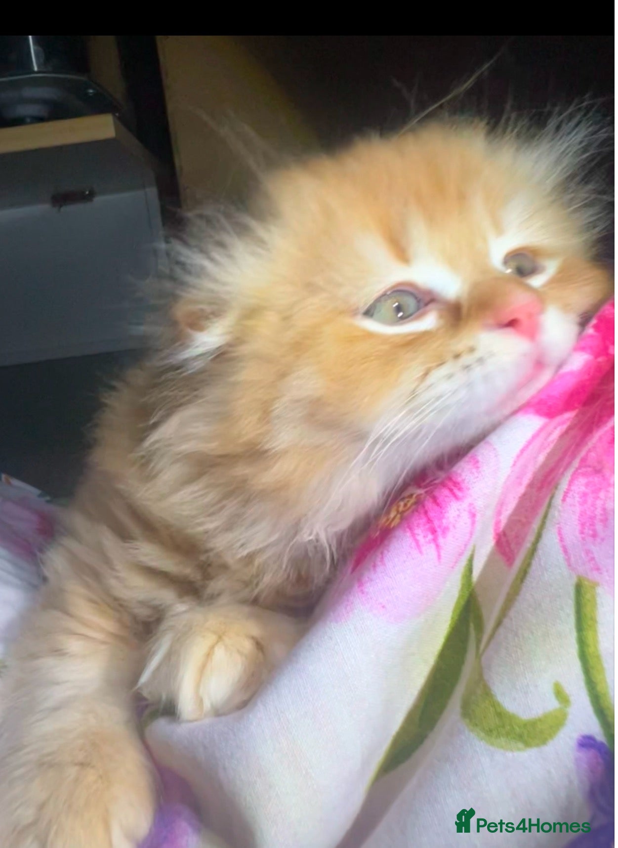 Scottish Fold cats Ginger Scottish fold kittens long hair - Advert 1