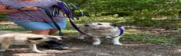 Mixed Breed dogs for adoption: Letty - Norwich Norfolk  - Advert 16