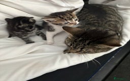 British Longhair cats for sale: 2 Kittens For Sale - Image 1