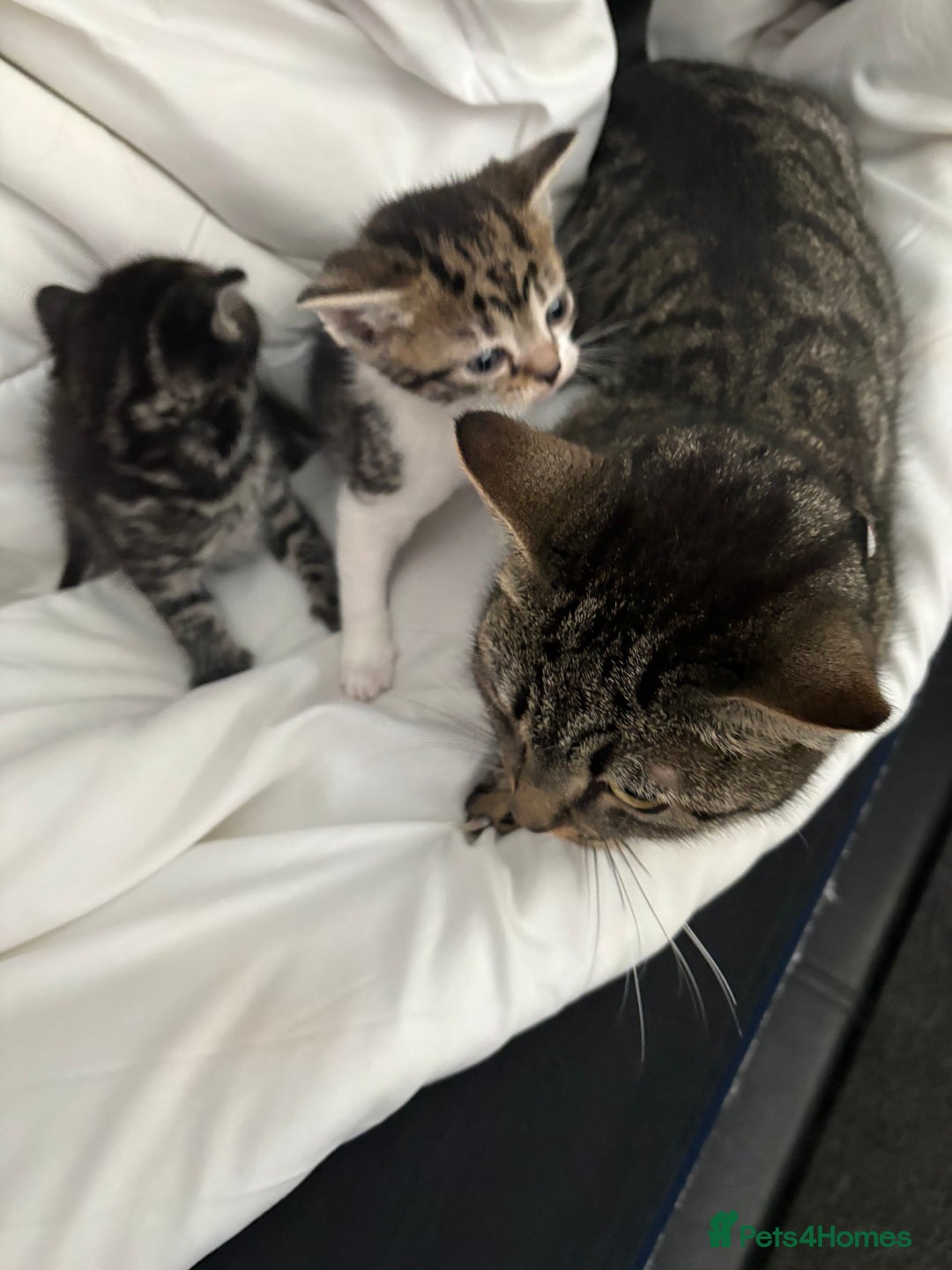 British Longhair cats for sale: 2 Kittens For Sale - Image 1