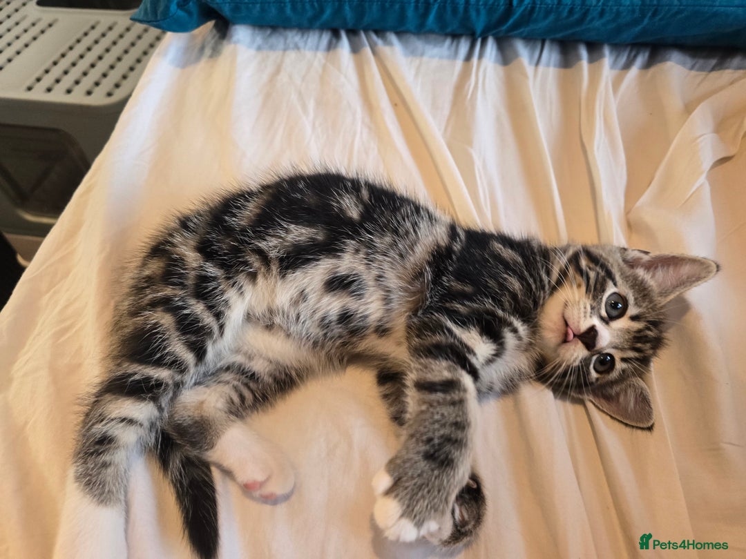 Domestic Shorthair cats for sale: Tabby Cuddly kittens- microchip+1st vaccination  - Image 4