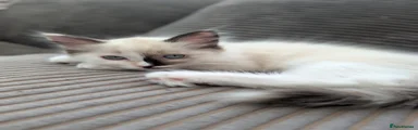 Luna - Ragdoll 1