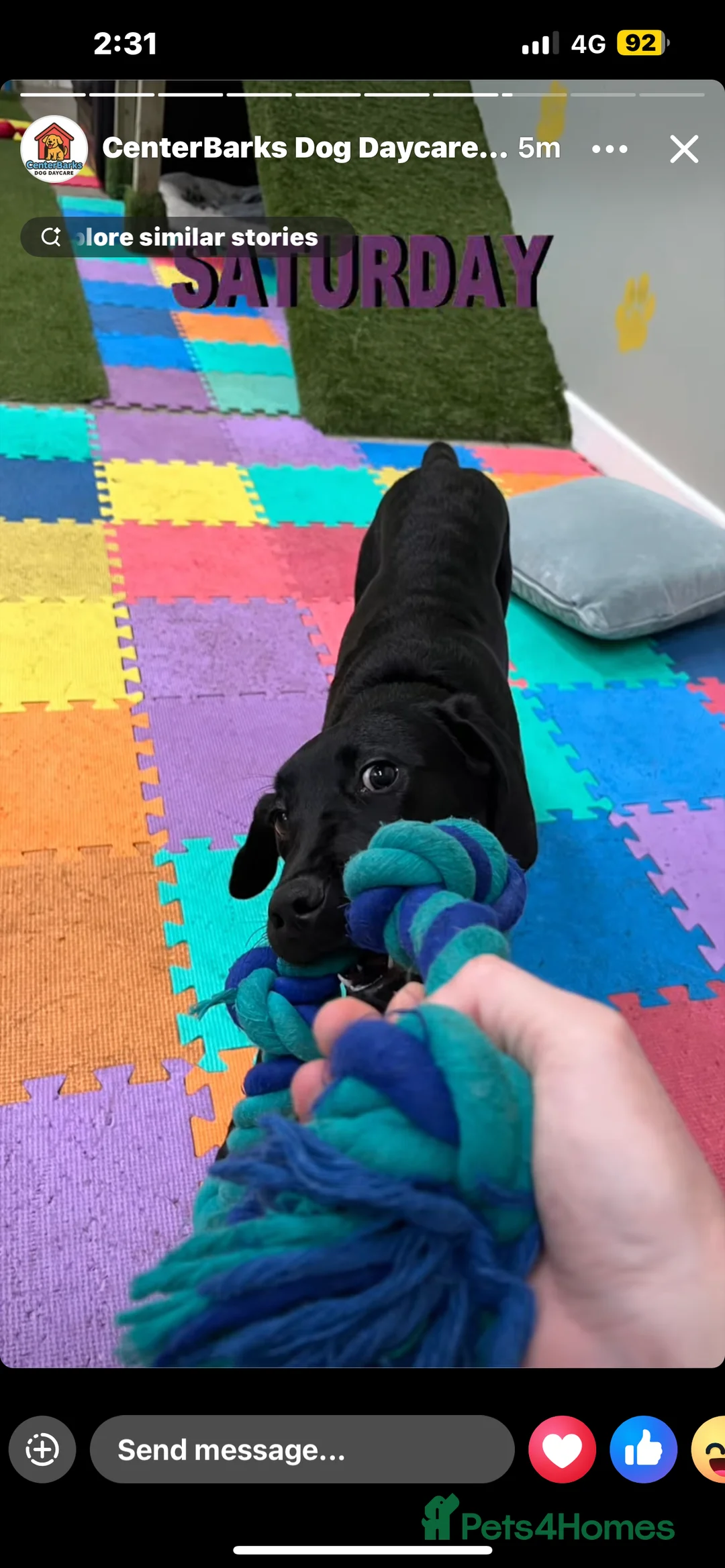 Mixed Breed dogs for sale: Labrador cross dalmation - Advert 4