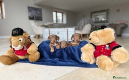 Miniature Dachshund dogs for sale: Absolutely beautiful kc reg miniature dachshunds  - Image 2