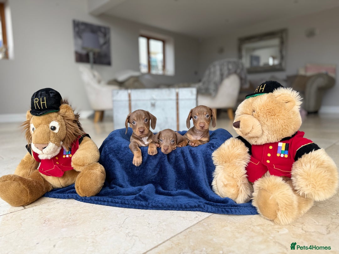 Miniature Dachshund dogs for sale: Absolutely beautiful kc reg miniature dachshunds  - Image 2