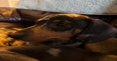 Miniature Dachshund dogs - Advert 5