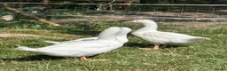 Geese poultry for sale: 3 gosling unsexed  - Advert 5