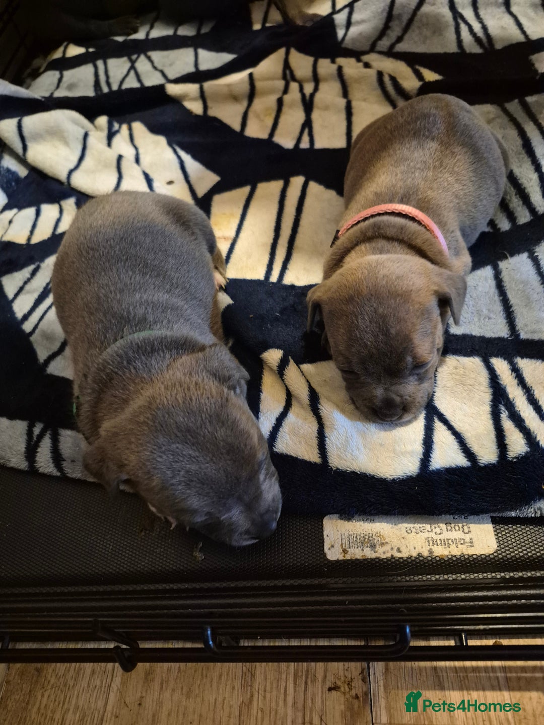 Staffordshire Bull Terrier dogs for sale: Eight gorgeous staffy puppies. - Advert 24