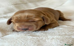 Cocker Spaniel dogs for sale: KC Reg Fully Health Tested Showline Cocker Spaniel - Image 32