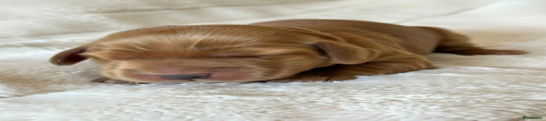Cocker Spaniel Puppy 7