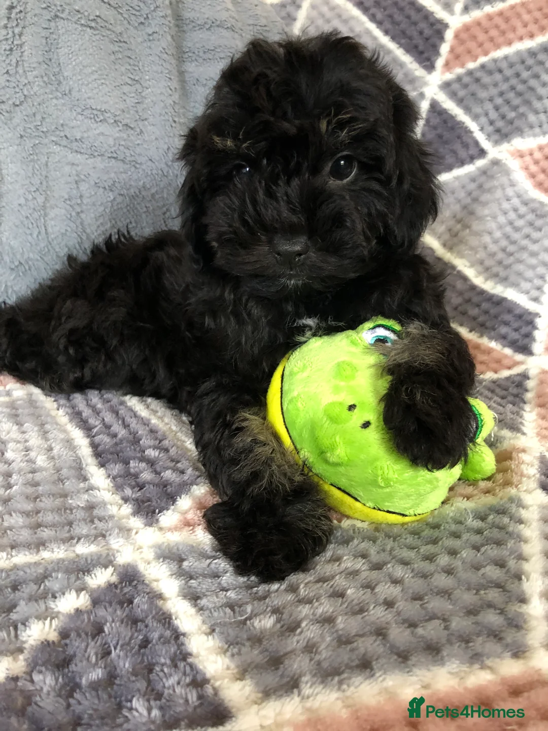 Shihpoo dogs for sale: shihpoo puppies for sale - Advert 16