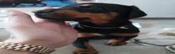 Dobermann dogs for sale: DOBERMAN PUPS CHAMPION BLOODLINES FULLY HEALTH   - Advert 9