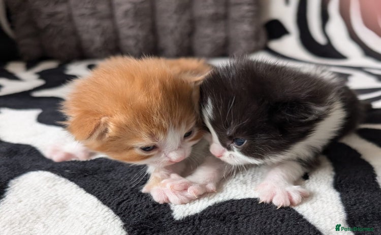 Mixed Breed cats - Advert 6