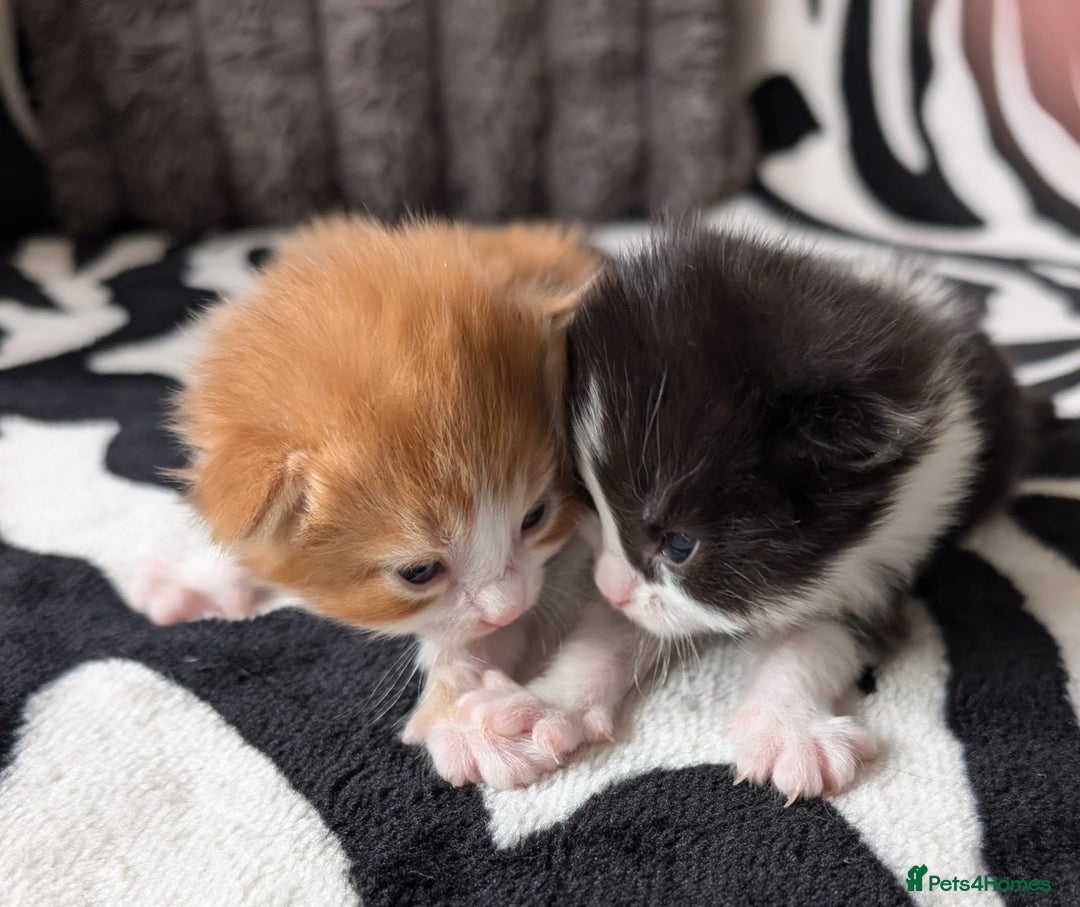 Mixed Breed cats for sale: Kittens  - Image 1