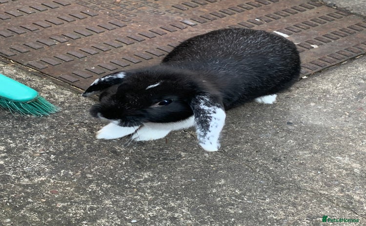 Mini Lop rabbits - Advert 11