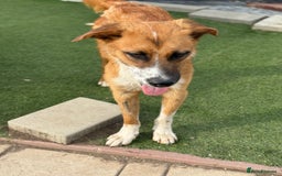 Mixed Breed dogs for adoption: Sweet Armin looking for LOvE - Image 20