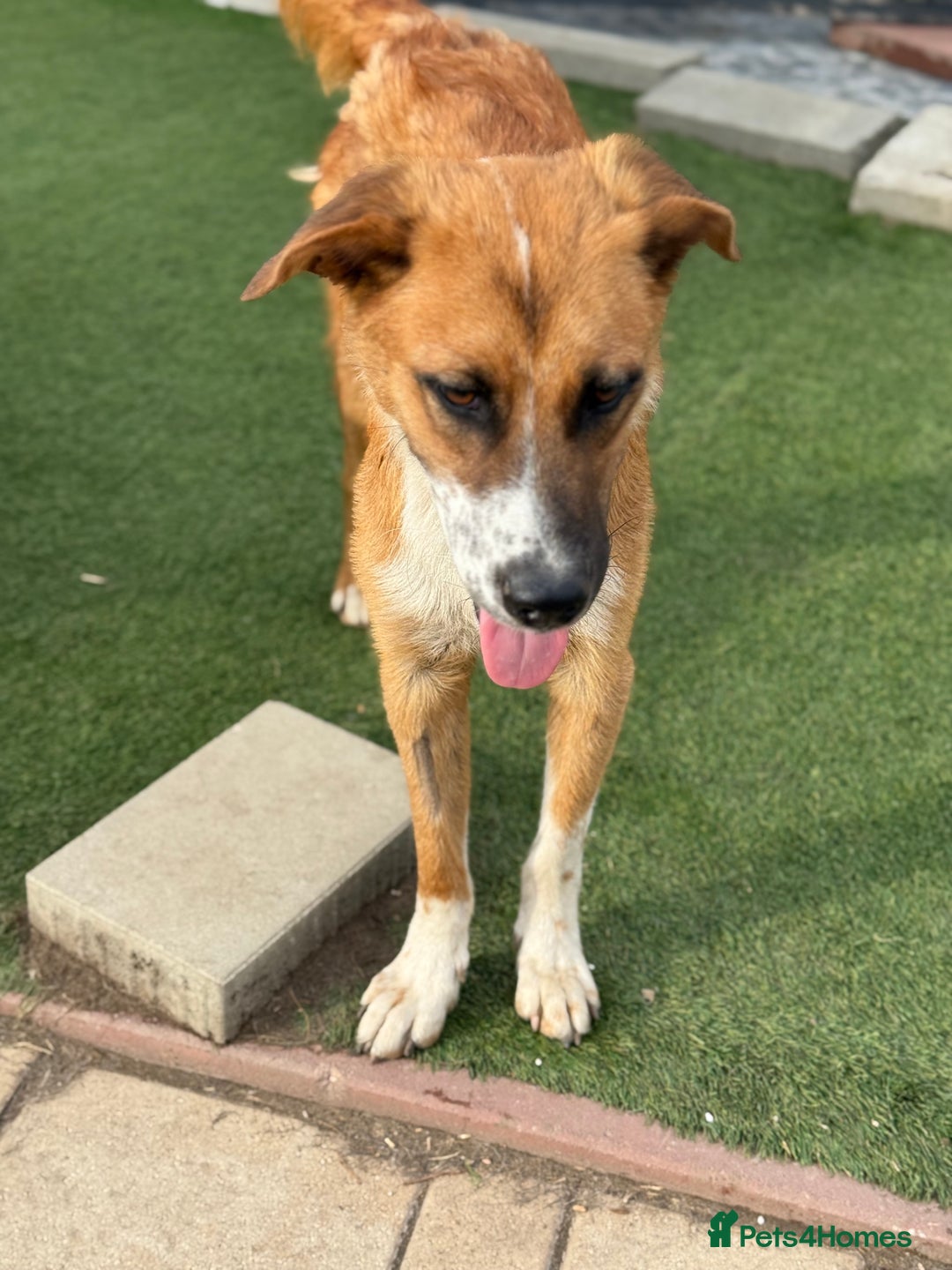 Mixed Breed dogs for adoption: Sweet Armin looking for LOvE - Image 20
