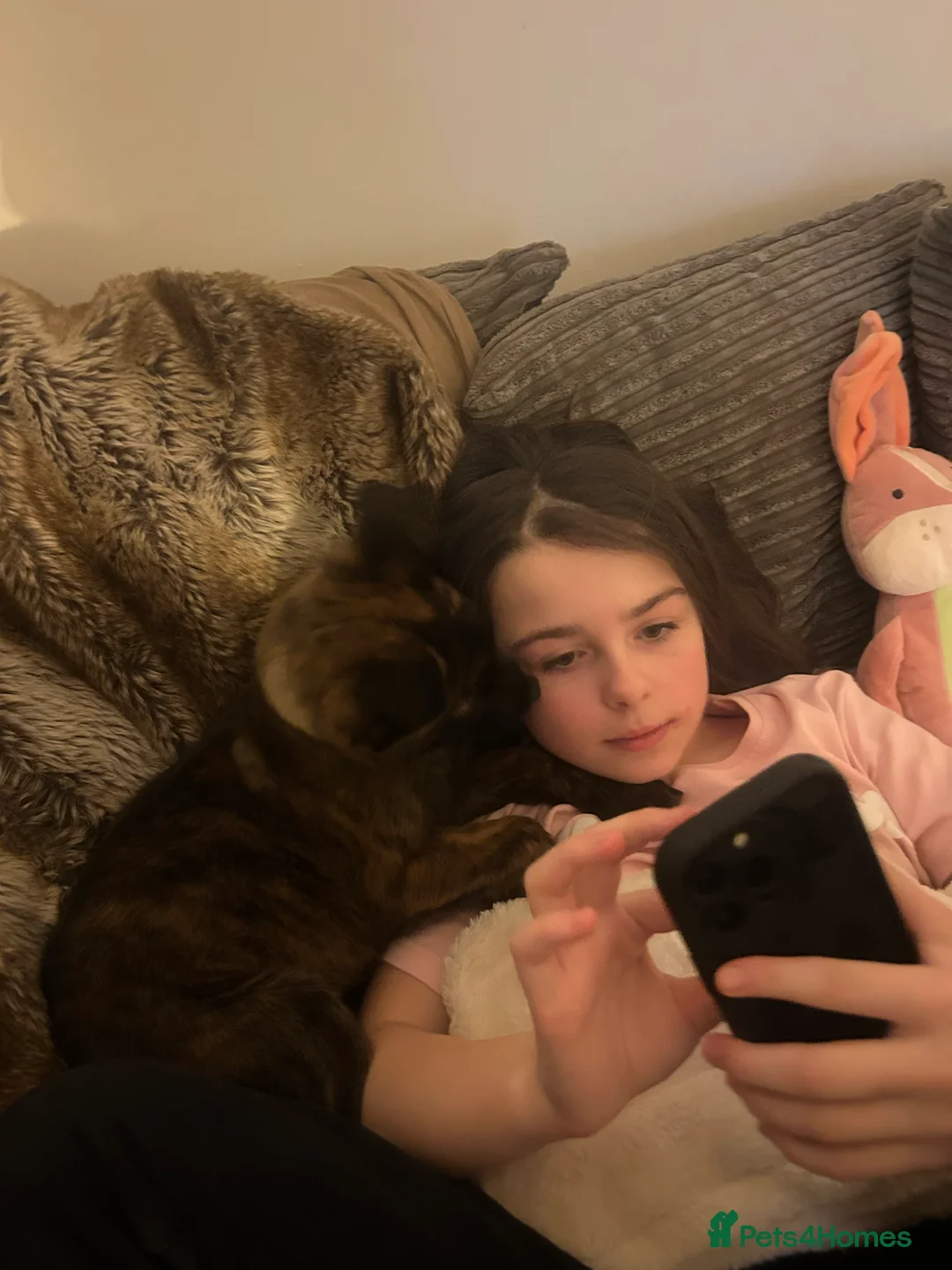 Belgian Shepherd Dog dogs for sale: Stunning Dutch Herder/Dutch Shepherd. - Advert 6