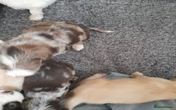 Sproodle dogs for sale: Gorgeous Sproodle Pups. - Image 27