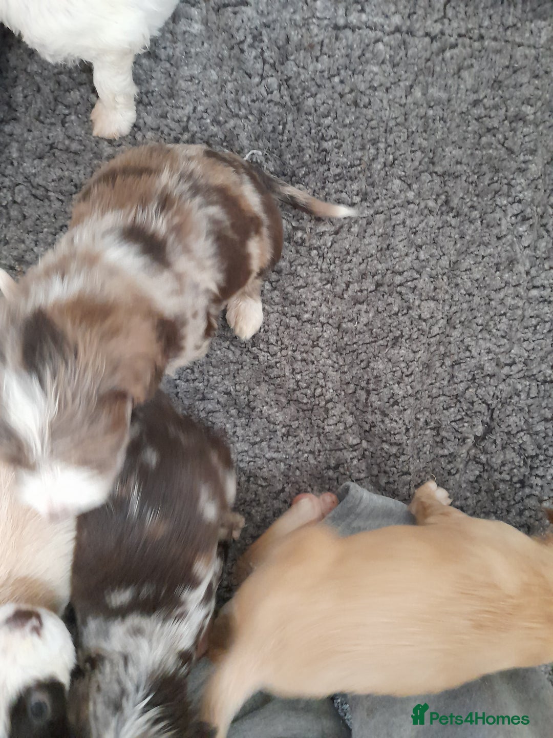 Sproodle dogs for sale: Gorgeous Sproodle Pups. - Image 27