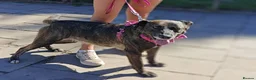 Mixed Breed dogs for adoption: ❤️BERTA❤️- GOLDEN HEART BEHIND ORDINARY LOOK - Advert 5