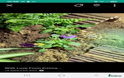 Tortoise reptiles for sale: Horsefield tortoise 🐢  - Image 1