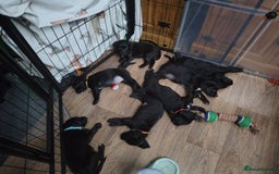 Mixed Breed dogs for sale: READY!! Sprocker jack pups + free bag in Hereford - Image 21