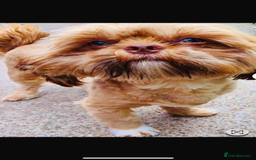 Shih Tzu dogs for sale: Shih tzu pup for sale  - Image 7